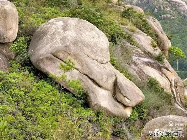 预言唯有玉兔上龙床，千佛万祖保护