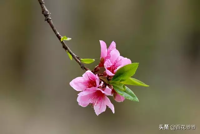 属兔的什么花招桃花，属兔人2022 桃花方位