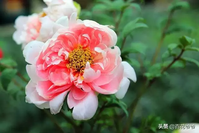 属兔的什么花招桃花，属兔人2022 桃花方位