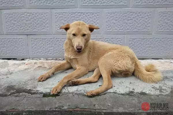 属猪女的婚姻好不好，属猪女这一辈子的婚姻状况