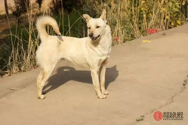 属猪女的婚姻好不好，属猪女这一辈子的婚姻状况