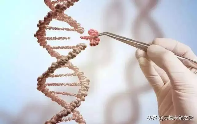 猪和人类dna，女子怀了猪的孩子