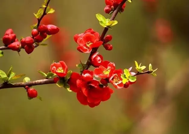 993属鸡桃花年，属鸡的桃花运"