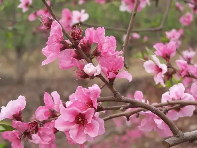 993属鸡桃花年，属鸡的桃花运"