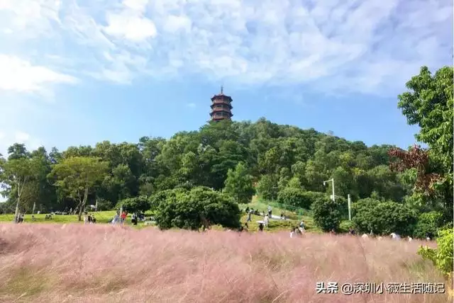 1年的羊30以后开始顺风顺水，属羊人三十岁后运势"