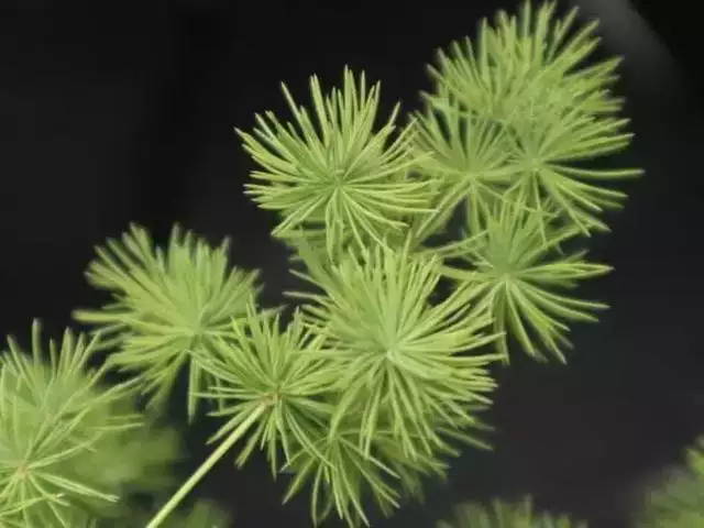 生肖鼠开运绿植，属鼠养什么花带来好运