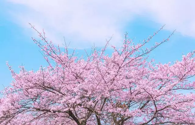 属虎分手后能和好吗，属虎女如何确定一段感情