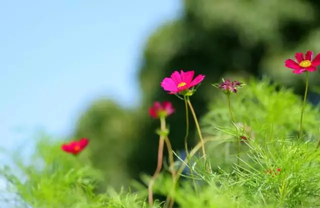 属鼠女性格特点，属鼠的女人的特点