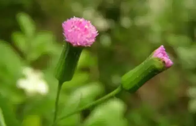 属鼠的旺财植物是什么，属鼠适合养什么植物