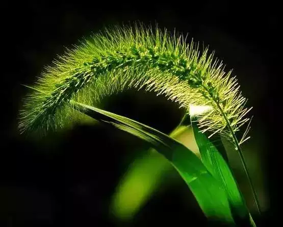 属鼠的旺财植物是什么，属鼠适合养什么植物