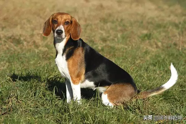 属鼠人每日运势运程，属鼠的今年适合投资吗