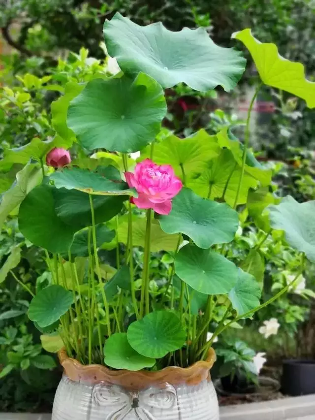 属鼠的本命花是什么花，属鼠的女人戴什么旺财