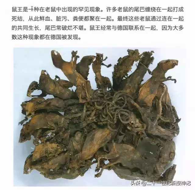 996年火鼠为什么火，1996年属鼠是什么命"