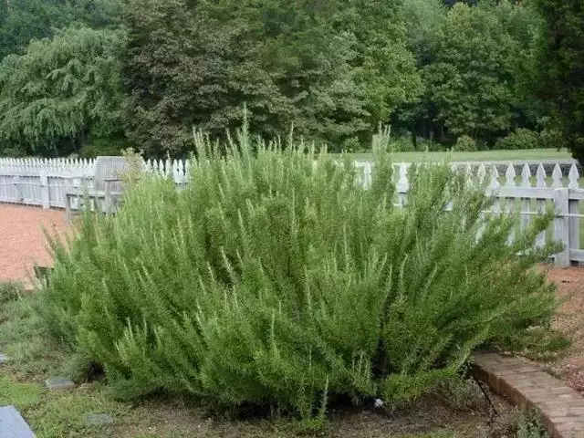 什么植物可以驱赶老鼠最有效，种什么植物可以驱赶老鼠