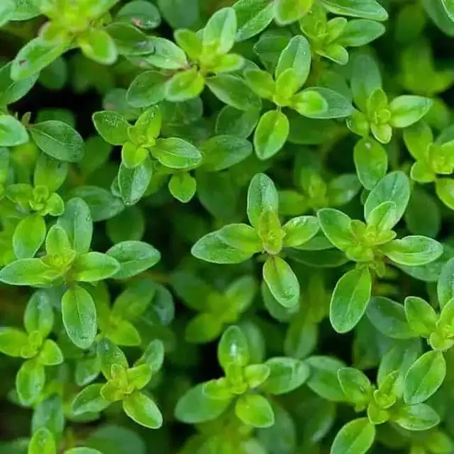 什么植物可以驱赶老鼠最有效，种什么植物可以驱赶老鼠