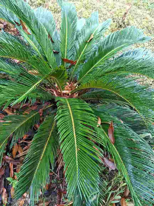 2生肖的招财植物，而这3种花才旺财养人"