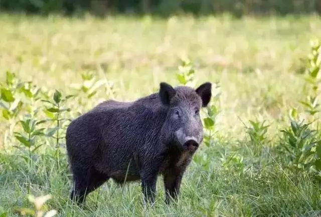 属猪的跟什么犯冲，属猪的和什么属相犯冲