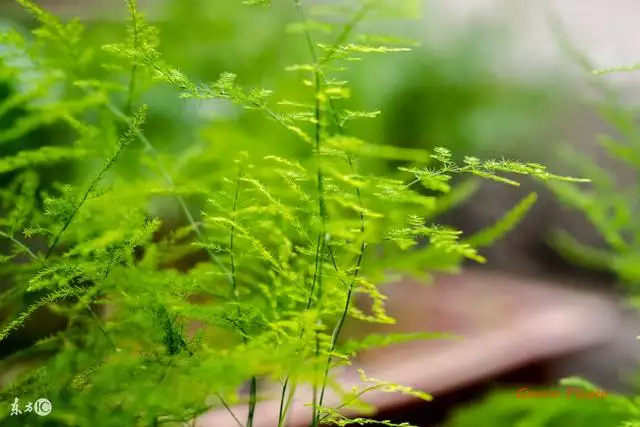 属猪的和属猪的财运怎么样，属鸡的财运分析风格