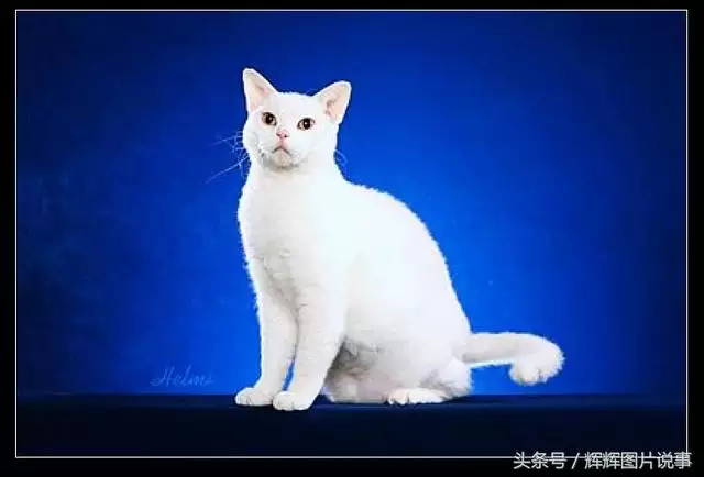 最能吓死老鼠的猫叫声，老鼠超声波驱鼠器声音