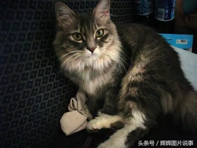 最能吓死老鼠的猫叫声，老鼠超声波驱鼠器声音