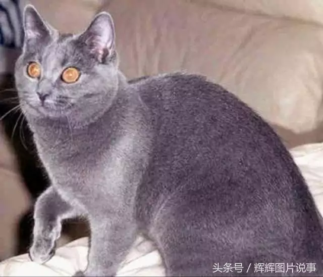 最能吓死老鼠的猫叫声，老鼠超声波驱鼠器声音