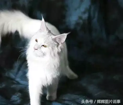 最能吓死老鼠的猫叫声，老鼠超声波驱鼠器声音