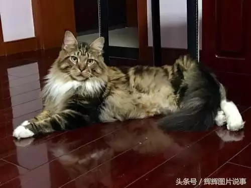 最能吓死老鼠的猫叫声，老鼠超声波驱鼠器声音