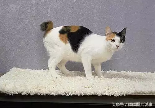 最能吓死老鼠的猫叫声，老鼠超声波驱鼠器声音