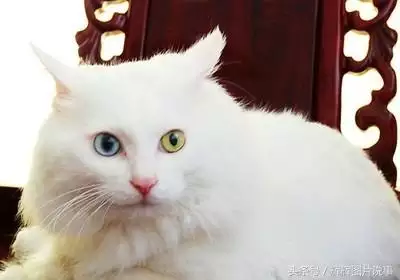 最能吓死老鼠的猫叫声，老鼠超声波驱鼠器声音