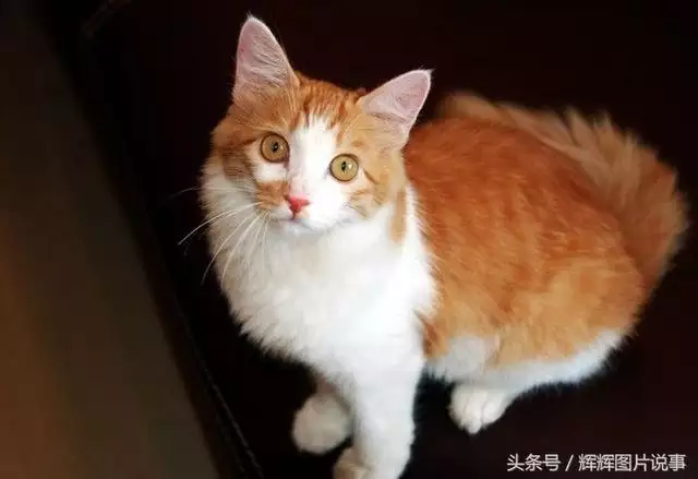 最能吓死老鼠的猫叫声，老鼠超声波驱鼠器声音