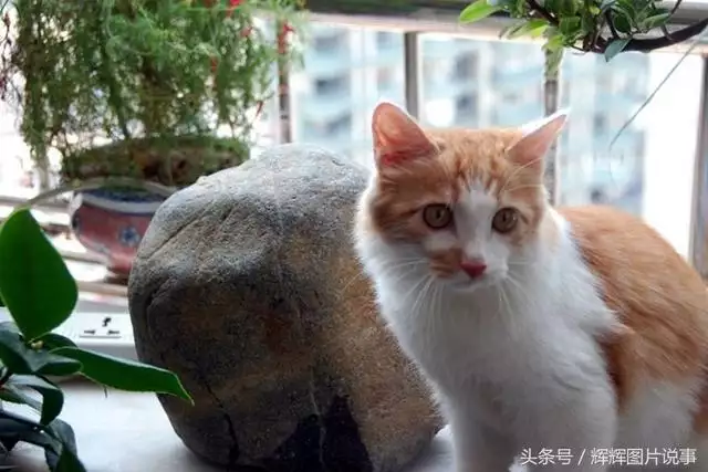 最能吓死老鼠的猫叫声，老鼠超声波驱鼠器声音