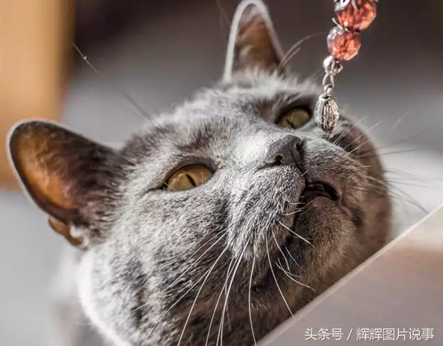 最能吓死老鼠的猫叫声，老鼠超声波驱鼠器声音