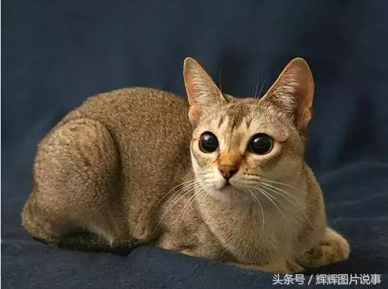 最能吓死老鼠的猫叫声，老鼠超声波驱鼠器声音