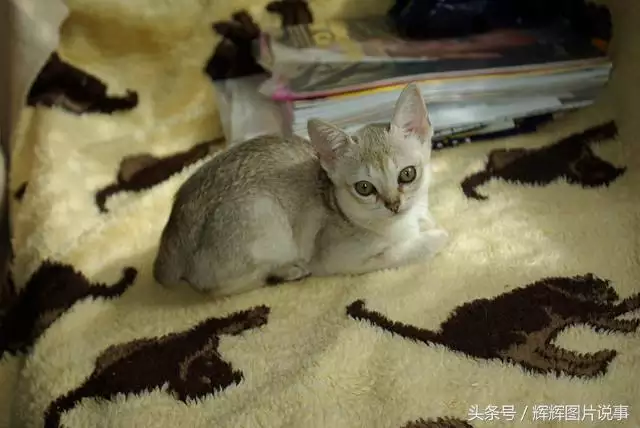 最能吓死老鼠的猫叫声，老鼠超声波驱鼠器声音