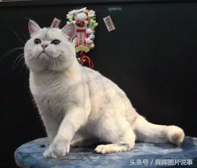 最能吓死老鼠的猫叫声，老鼠超声波驱鼠器声音