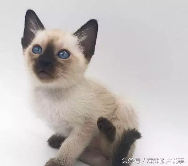 最能吓死老鼠的猫叫声，老鼠超声波驱鼠器声音