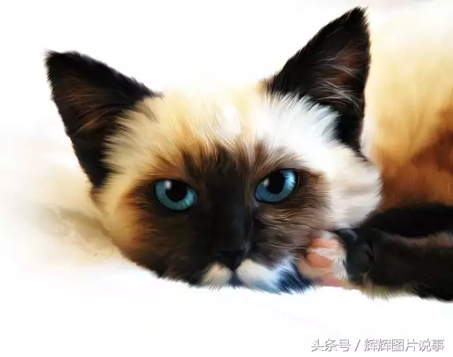 最能吓死老鼠的猫叫声，老鼠超声波驱鼠器声音