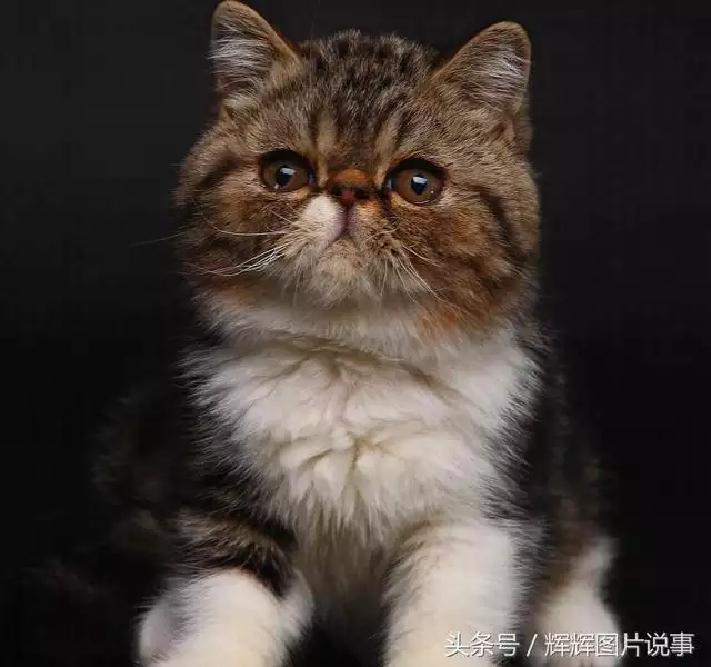 最能吓死老鼠的猫叫声，老鼠超声波驱鼠器声音