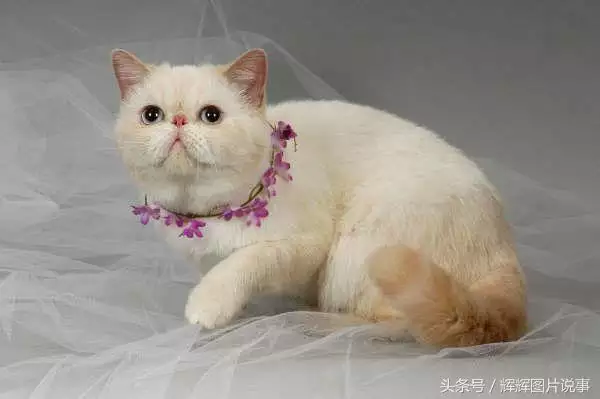 最能吓死老鼠的猫叫声，老鼠超声波驱鼠器声音