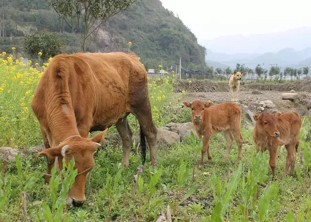 984属鼠生牛宝宝好不好，2022年虎宝宝父母相克"