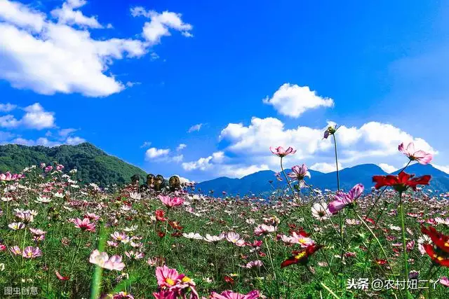 命中有几个孩子查询表免费，免费生辰八字测子女