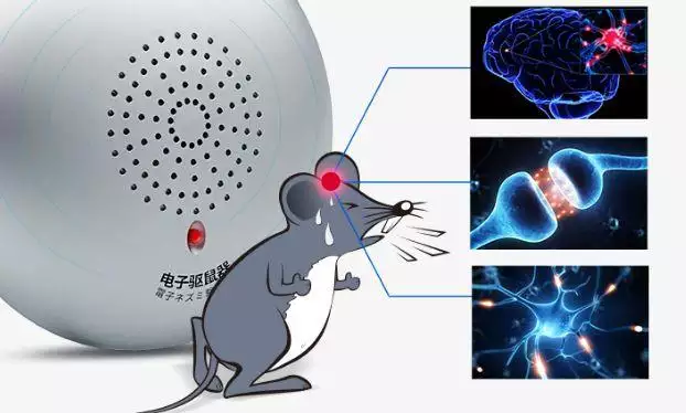 驱鼠器超声波对人体的危害有哪些，超声波灭鼠真的是骗局吗