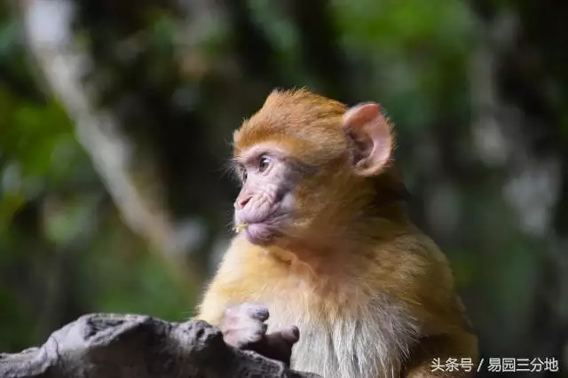 水猴命忌讳什么，水猴命的人适合戴什么吊坠