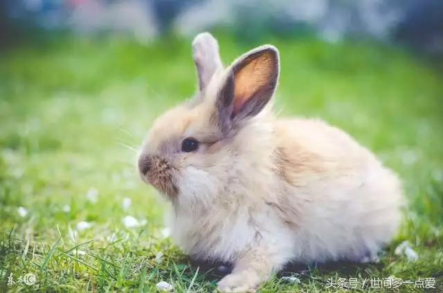 属猪的和属猪的合不合财运，属猪的和属猪的合财吗