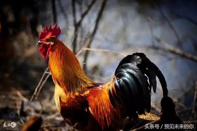 属鸡的今年下半年的运势怎么样，属鸡人下半年每月运稆