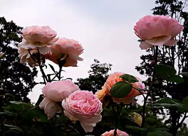 属龙的四大桃花年，大林木命绝对不能住的楼层