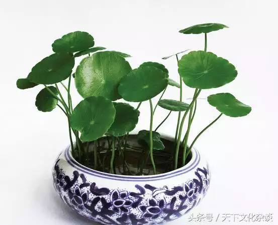 属虎的人养什么花招财，属虎的幸运花和旺财花