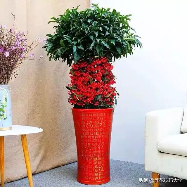 属鼠的招财绿植是什么，家里养什么绿植招财