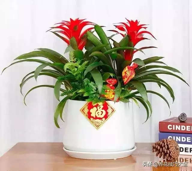 属鼠的招财绿植是什么，家里养什么绿植招财