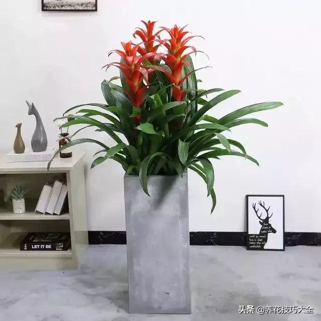 属鼠的招财绿植是什么，家里养什么绿植招财